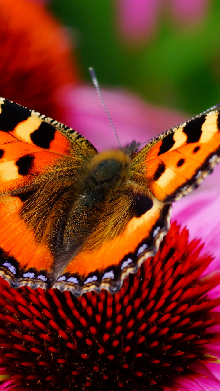 Nectar, Lepidoptera, Small Tortoiseshell, Chinese Peacock Butterfly, Painted Lady. Wallpaper in 750x1334 Resolution