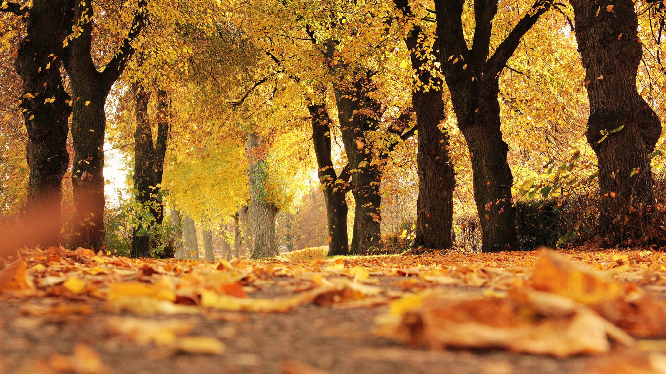 Hojas Marrones en el Suelo. Wallpaper in 1366x768 Resolution