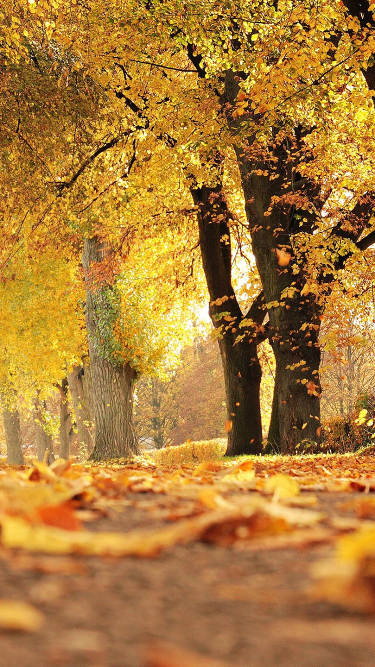 Brown Leaves on The Ground. Wallpaper in 750x1334 Resolution