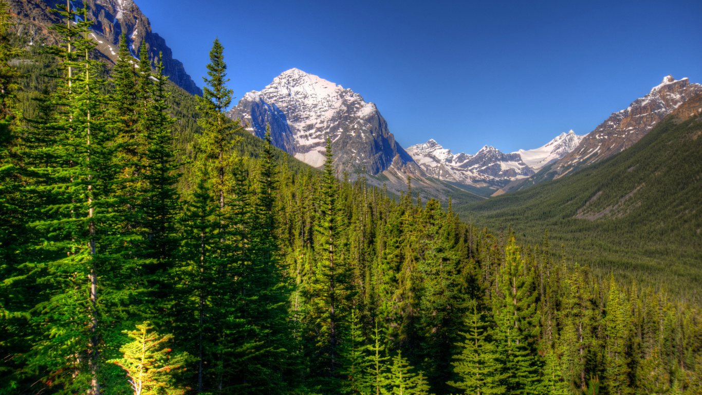 Green Pine Trees Near Snow Covered Mountain Under Blue Sky During Daytime. Wallpaper in 1366x768 Resolution