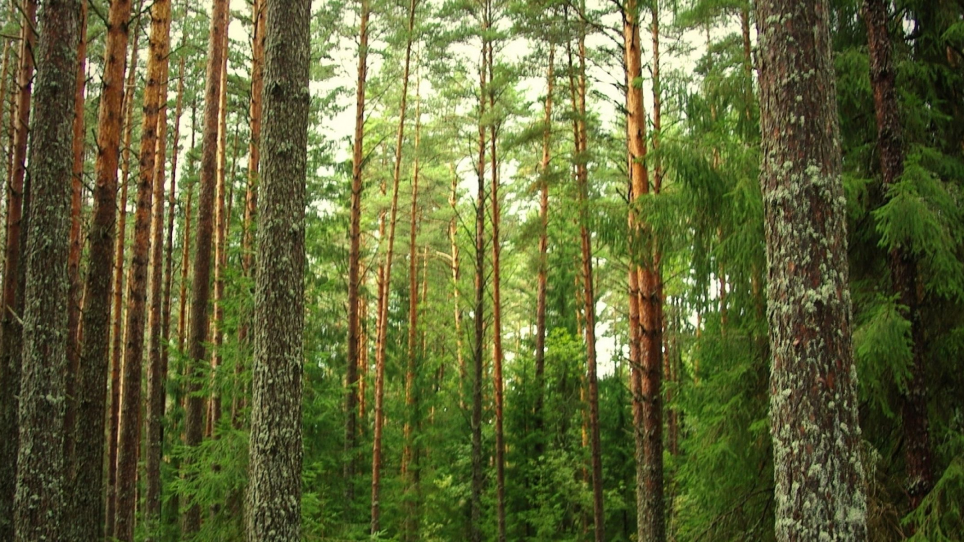 Green and Brown Trees During Daytime. Wallpaper in 1920x1080 Resolution