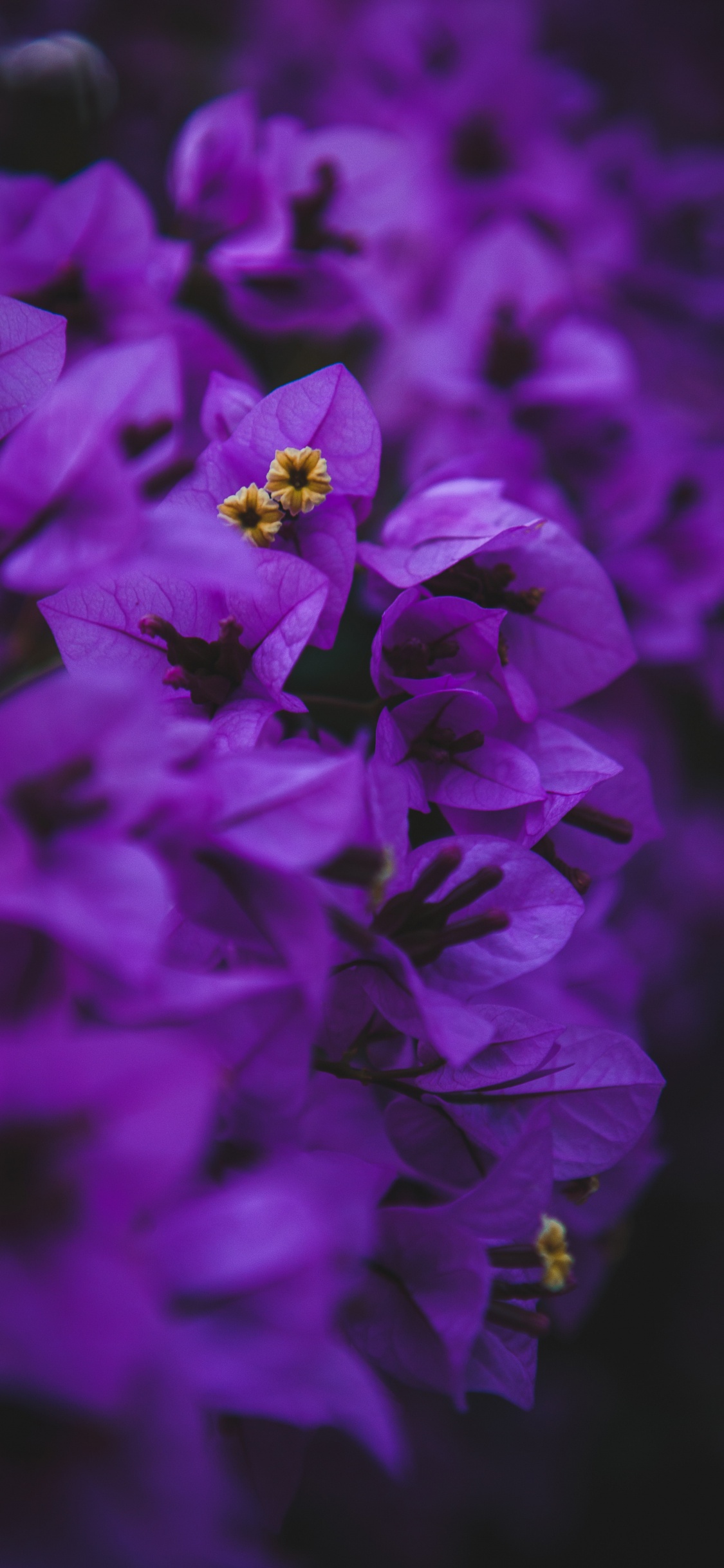 Flor Morada en Macro Shot. Wallpaper in 1125x2436 Resolution