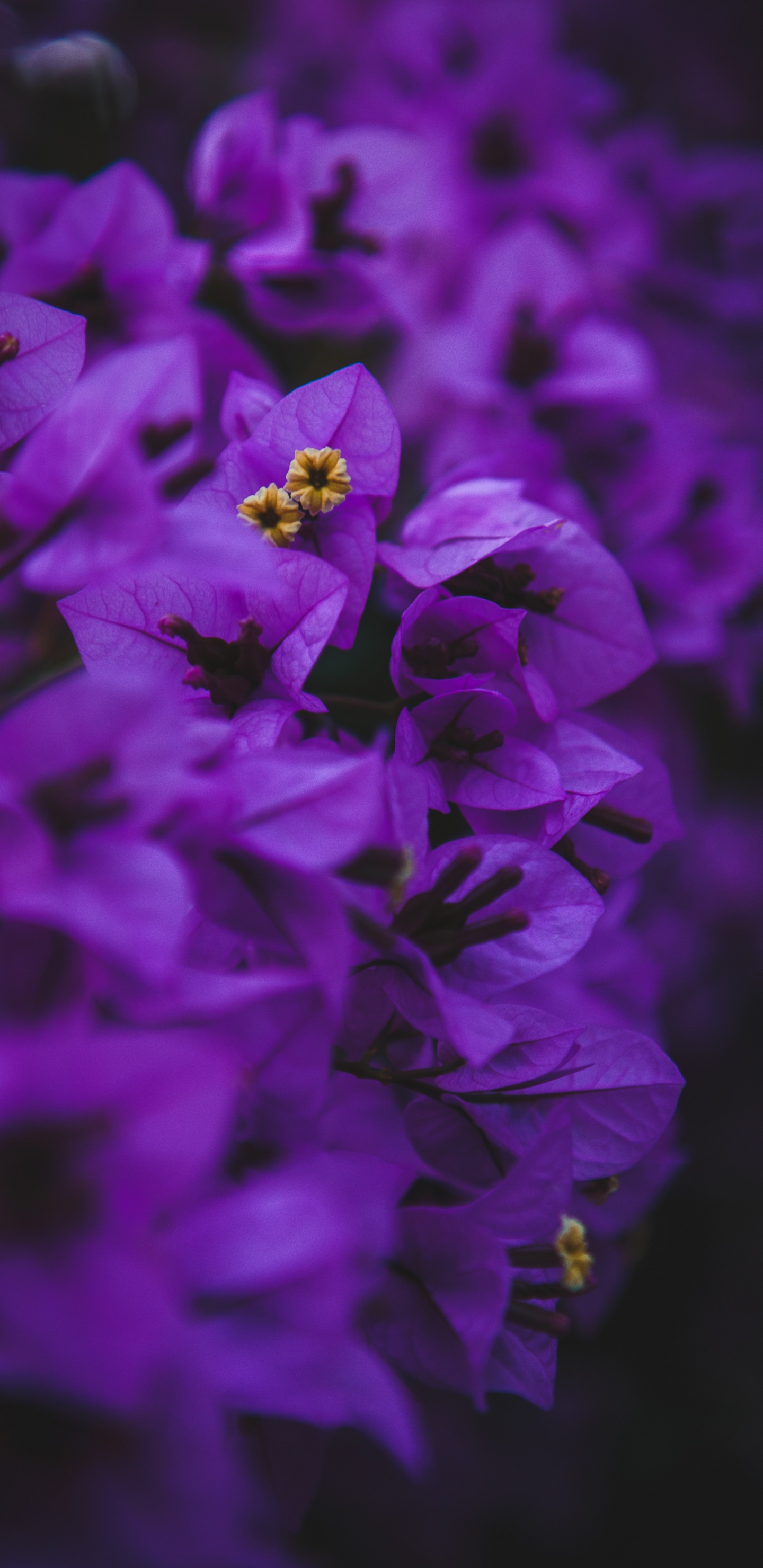 Lila Blume in Makroaufnahme. Wallpaper in 1440x2960 Resolution