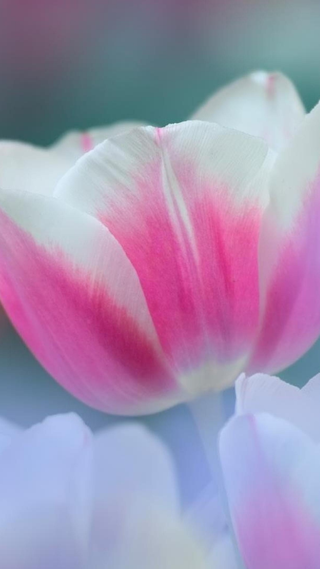 显花植物, 粉红色, 弹簧, 关闭了, 绘画 壁纸 1080x1920 允许