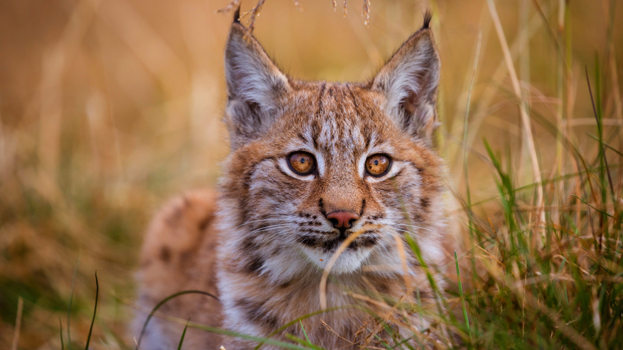 Braune Und Schwarze Katze Auf Braunem Gras Tagsüber. Wallpaper in 1280x720 Resolution