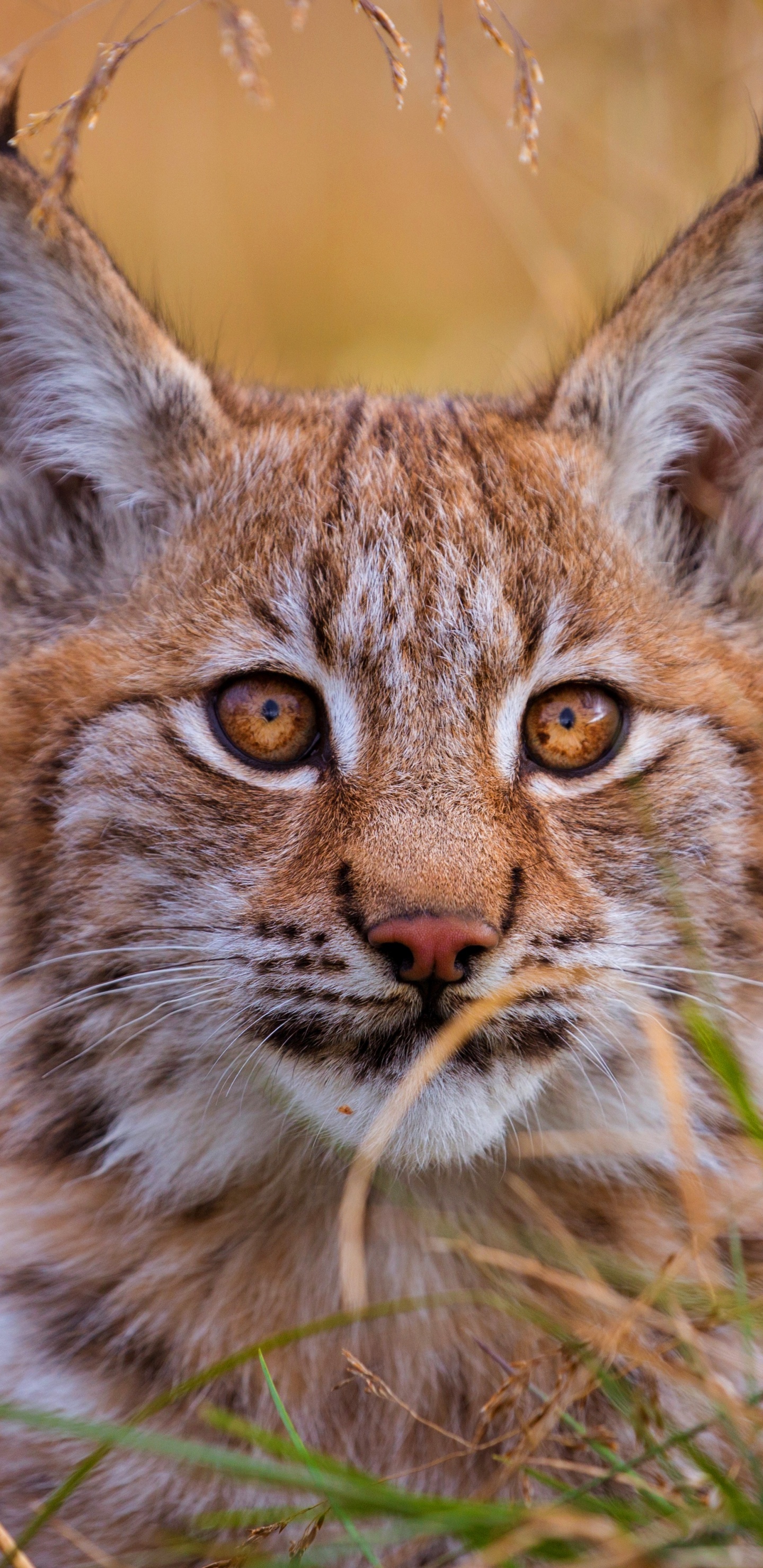 Brown and Black Cat on Brown Grass During Daytime. Wallpaper in 1440x2960 Resolution