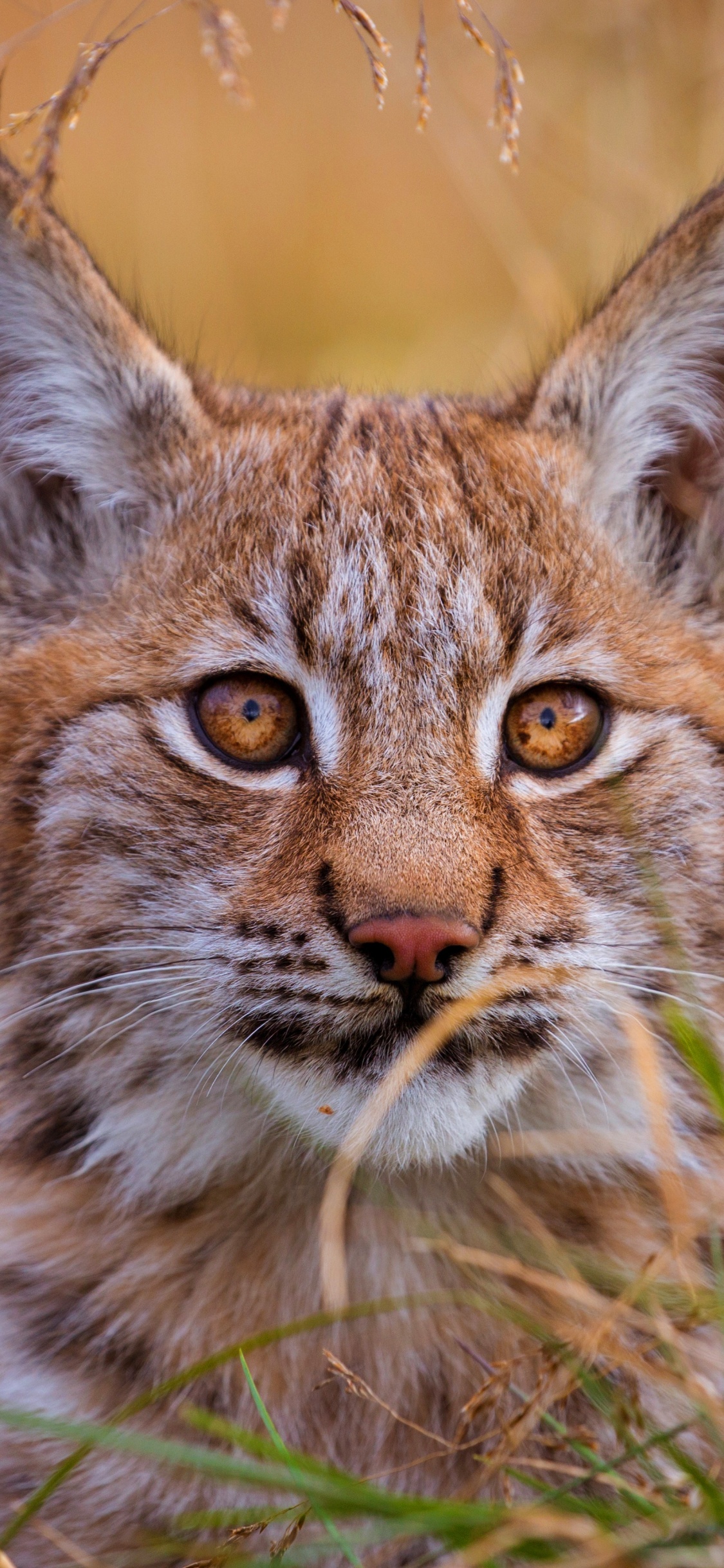 Gato Marrón y Negro Sobre la Hierba Marrón Durante el Día. Wallpaper in 1125x2436 Resolution