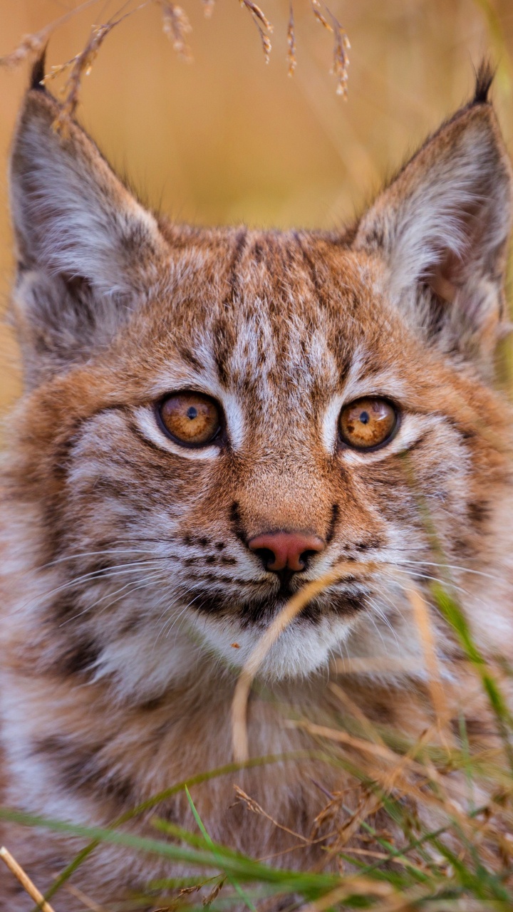 Gato Marrón y Negro Sobre la Hierba Marrón Durante el Día. Wallpaper in 720x1280 Resolution