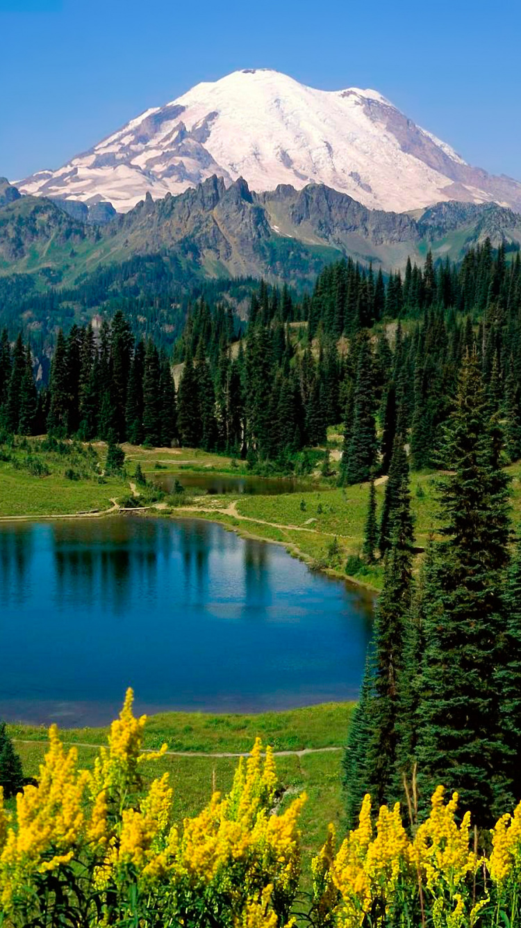 Green Pine Trees Near Lake and Mountain. Wallpaper in 750x1334 Resolution