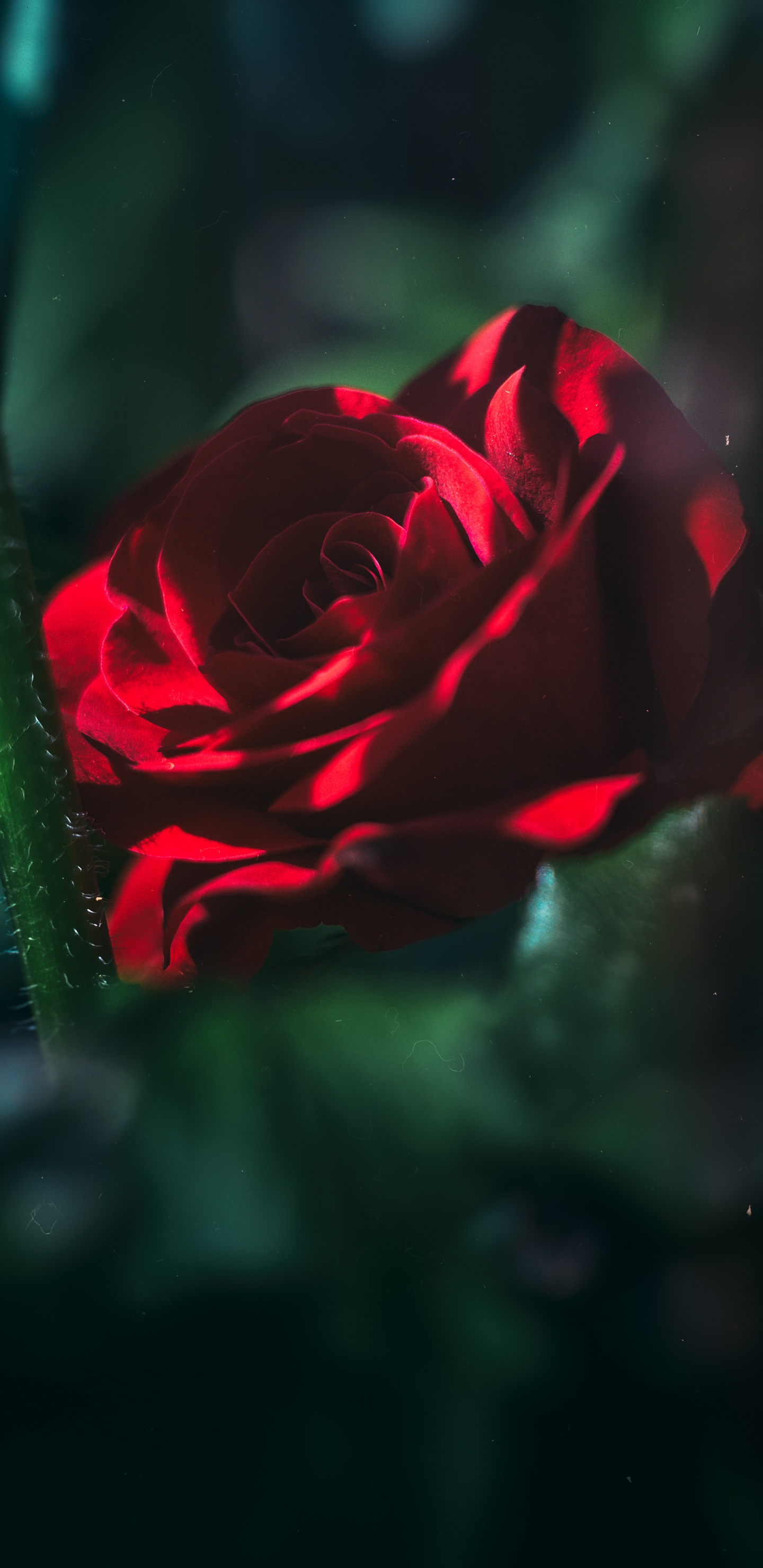 Rote Rose Blüht in Nahaufnahmen. Wallpaper in 1440x2960 Resolution