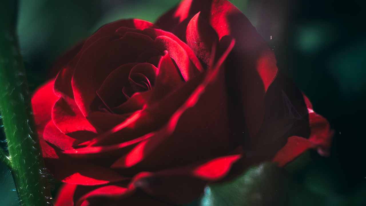 Rose Rouge en Fleur en Photographie Rapprochée. Wallpaper in 1280x720 Resolution