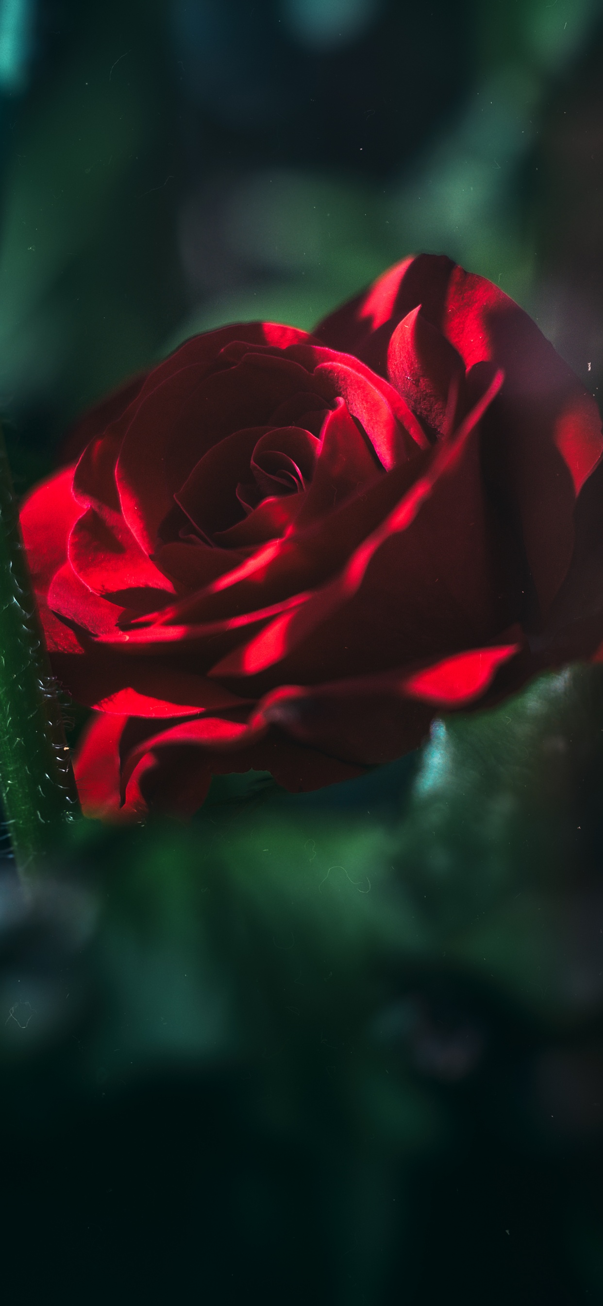 Rosa Roja en Flor en Fotografía de Cerca. Wallpaper in 1242x2688 Resolution