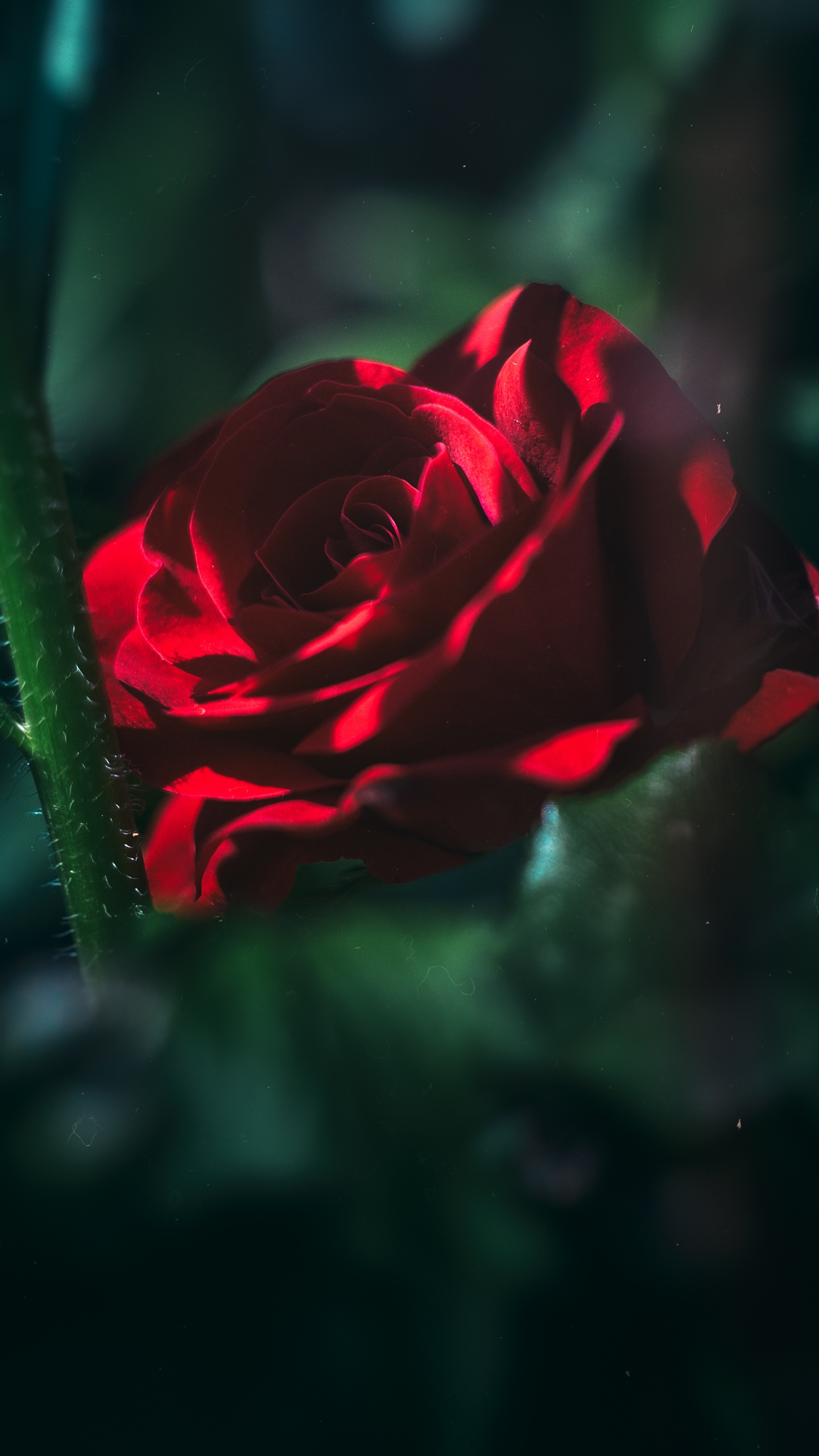 Rosa Roja en Flor en Fotografía de Cerca. Wallpaper in 1440x2560 Resolution
