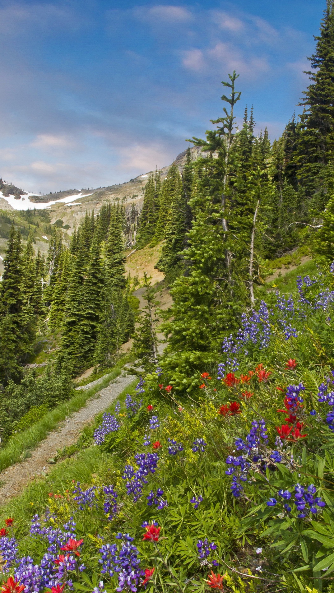Green Pine Trees and Purple Flowers Near Mountain Under Blue Sky During Daytime. Wallpaper in 1080x1920 Resolution