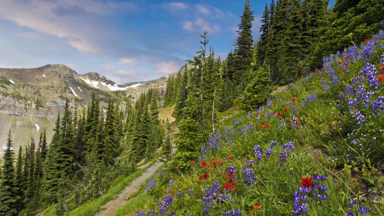 Green Pine Trees and Purple Flowers Near Mountain Under Blue Sky During Daytime. Wallpaper in 1280x720 Resolution