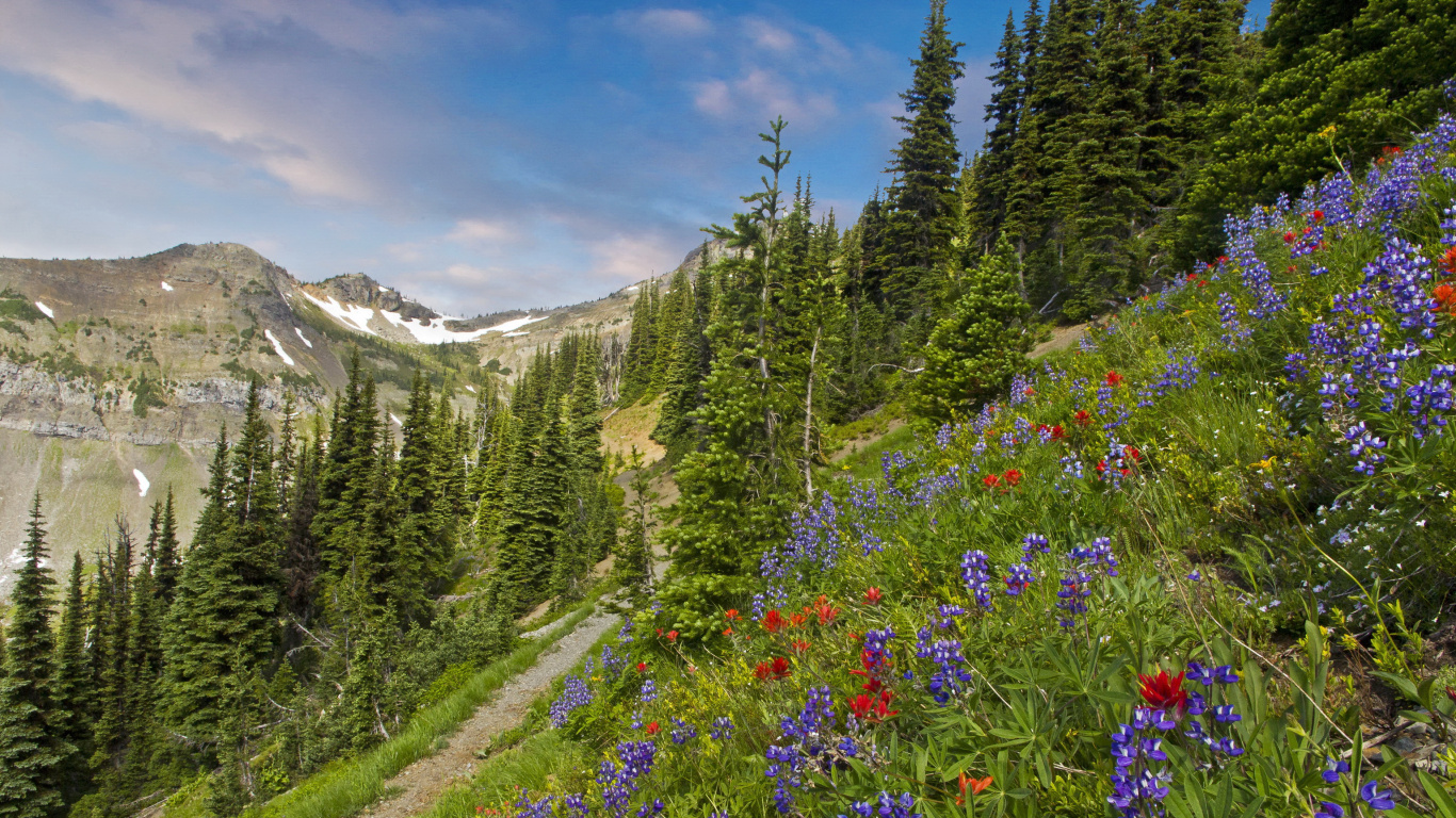 Green Pine Trees and Purple Flowers Near Mountain Under Blue Sky During Daytime. Wallpaper in 1366x768 Resolution