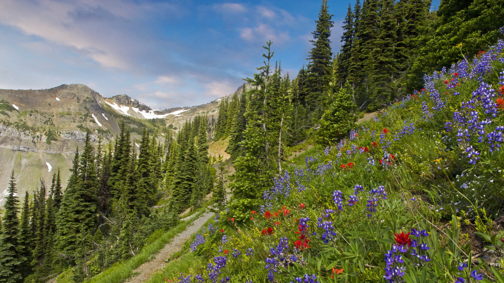 Green Pine Trees and Purple Flowers Near Mountain Under Blue Sky During Daytime. Wallpaper in 1920x1080 Resolution