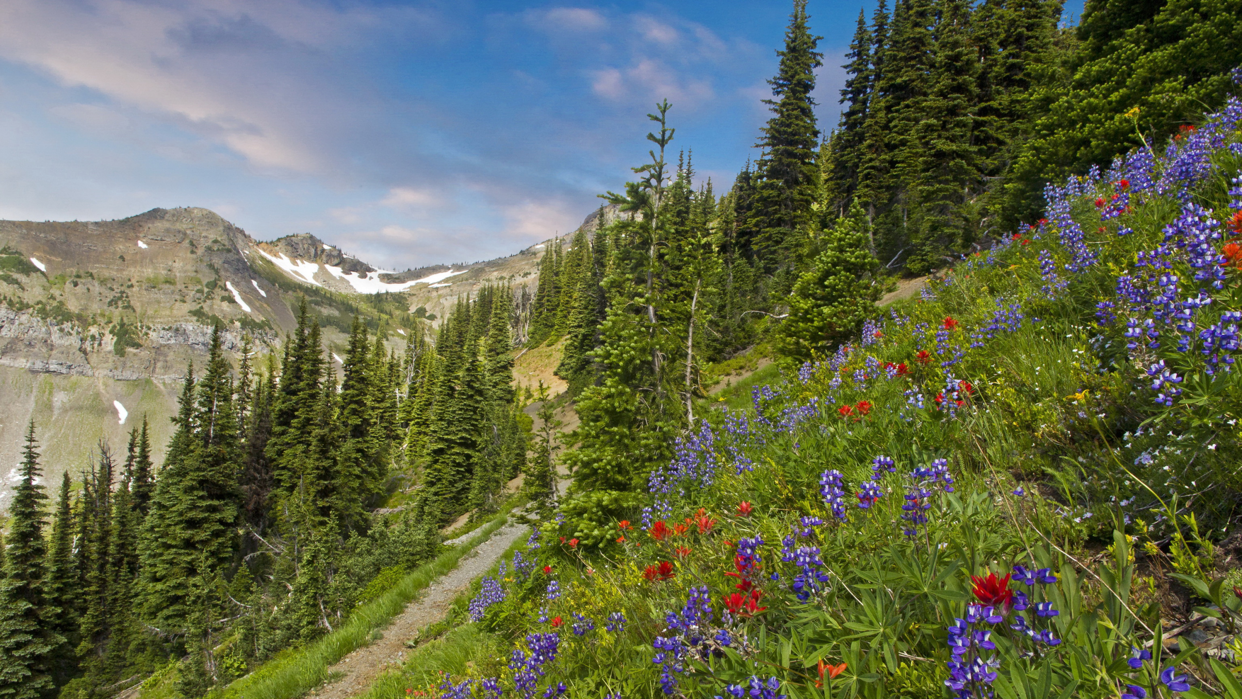 Green Pine Trees and Purple Flowers Near Mountain Under Blue Sky During Daytime. Wallpaper in 2560x1440 Resolution