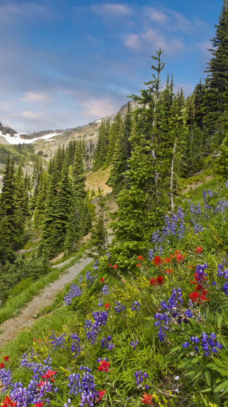 Green Pine Trees and Purple Flowers Near Mountain Under Blue Sky During Daytime. Wallpaper in 750x1334 Resolution