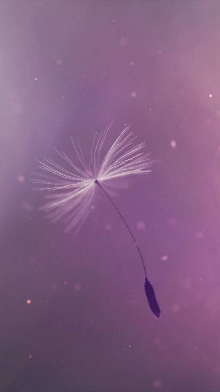 White Dandelion Flower in Close up Photography. Wallpaper in 720x1280 Resolution