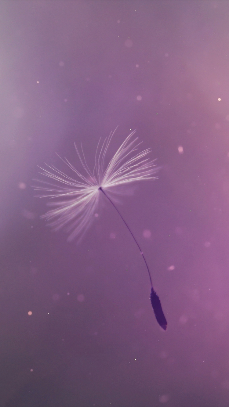 White Dandelion Flower in Close up Photography. Wallpaper in 750x1334 Resolution