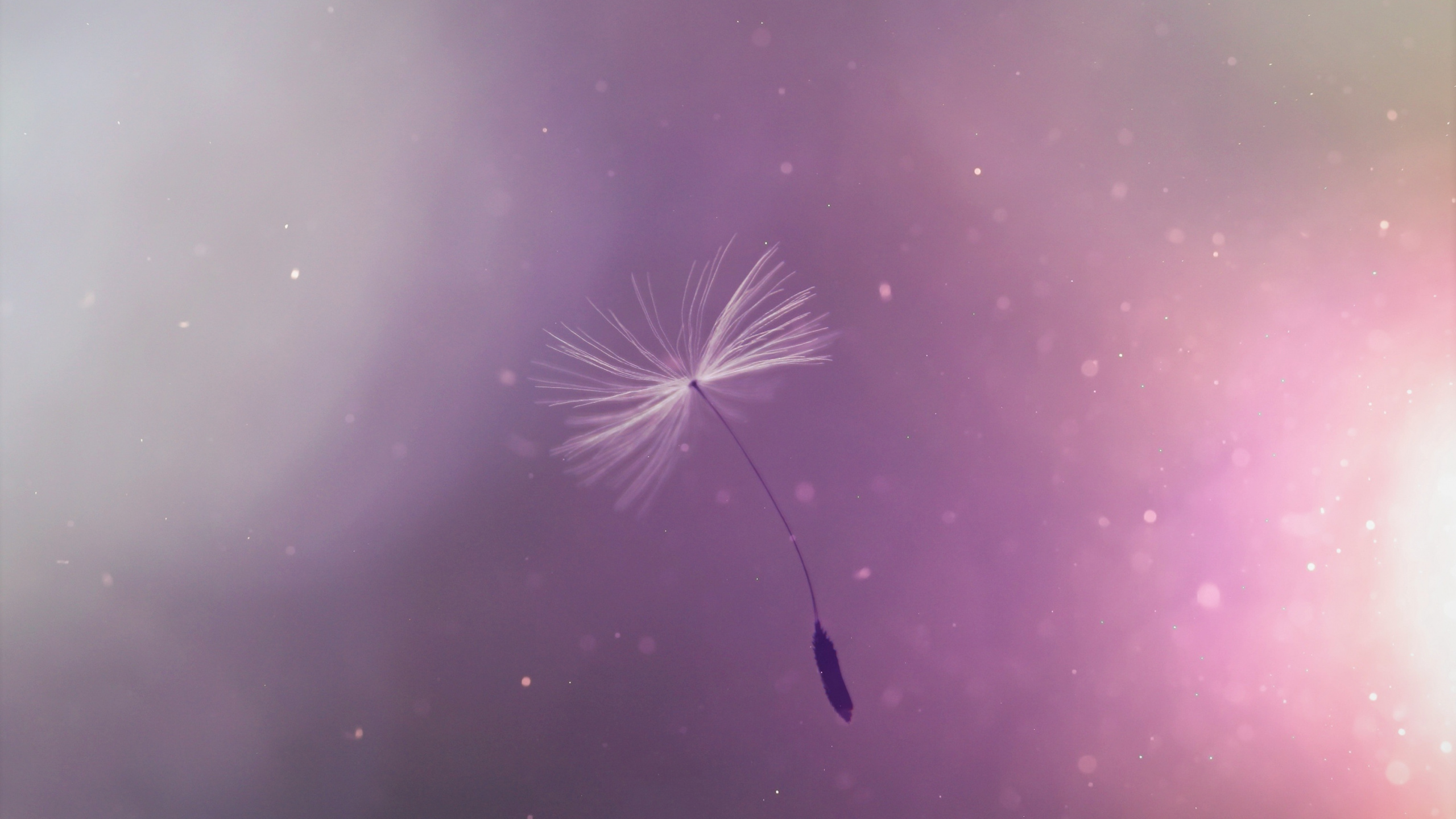 紫色的, 性质, 紫罗兰色, 粉红色, 蒲公英 壁纸 2560x1440 允许