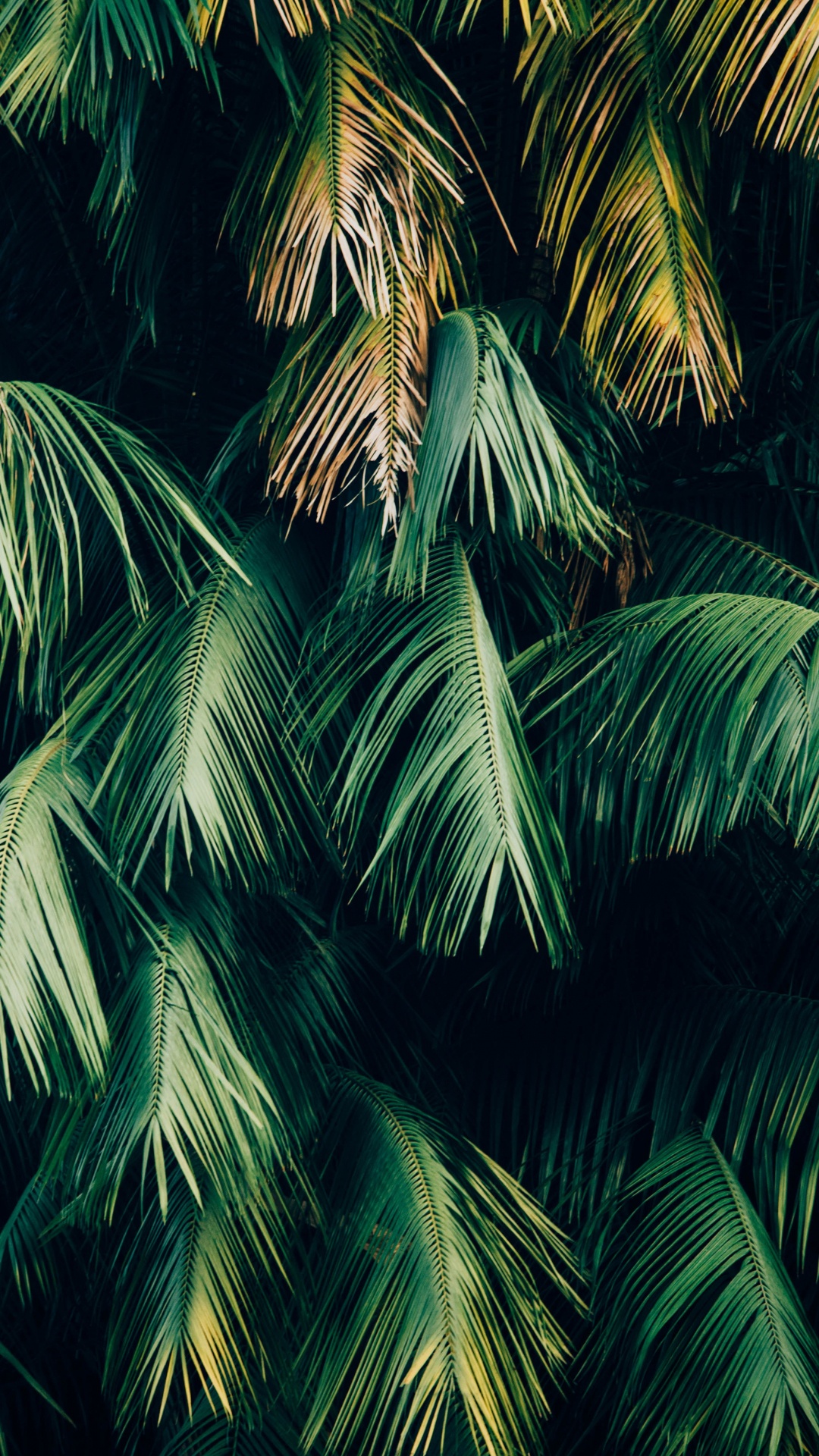 Dschungel Minimalistisch, Soundcloud, Gr, Blatt, Baum. Wallpaper in 1080x1920 Resolution