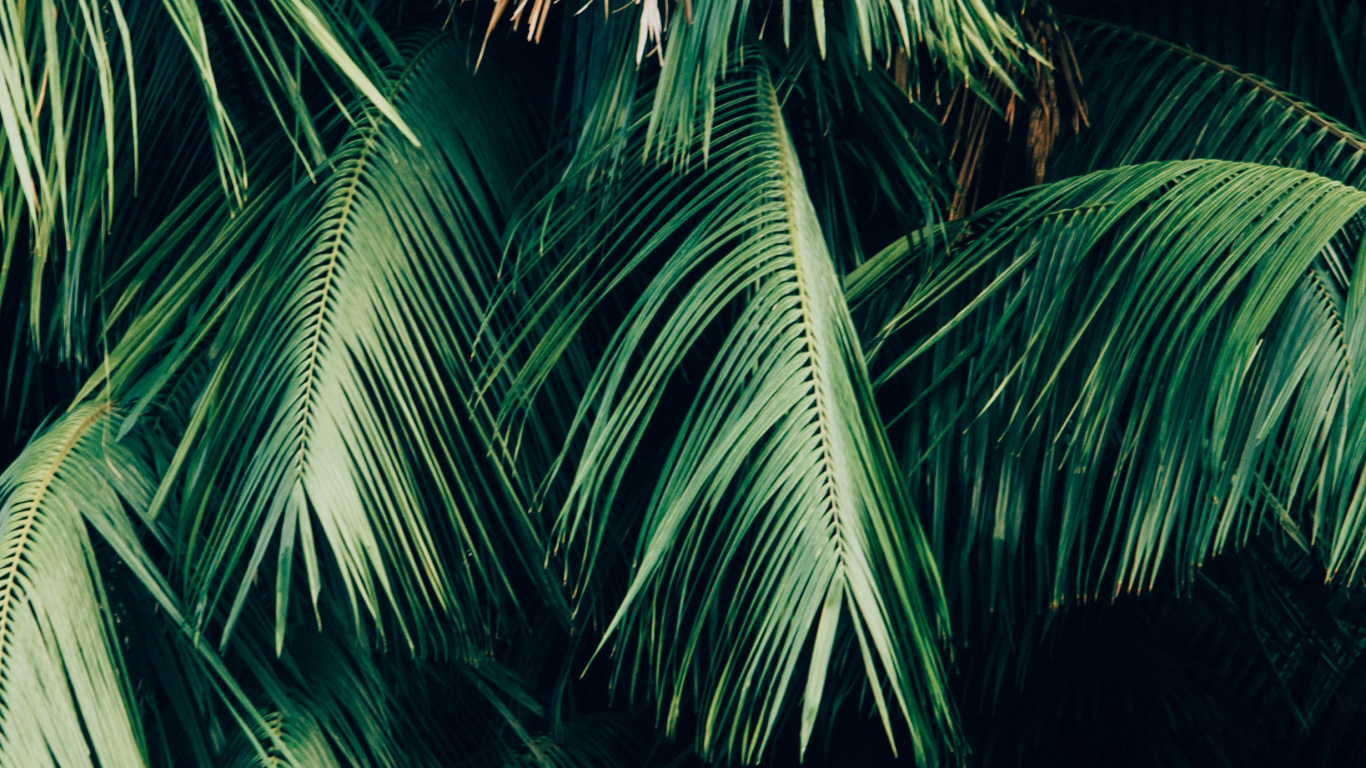 Jungle Minimalist, Soundcloud, Green, Leaf, Plant. Wallpaper in 1366x768 Resolution