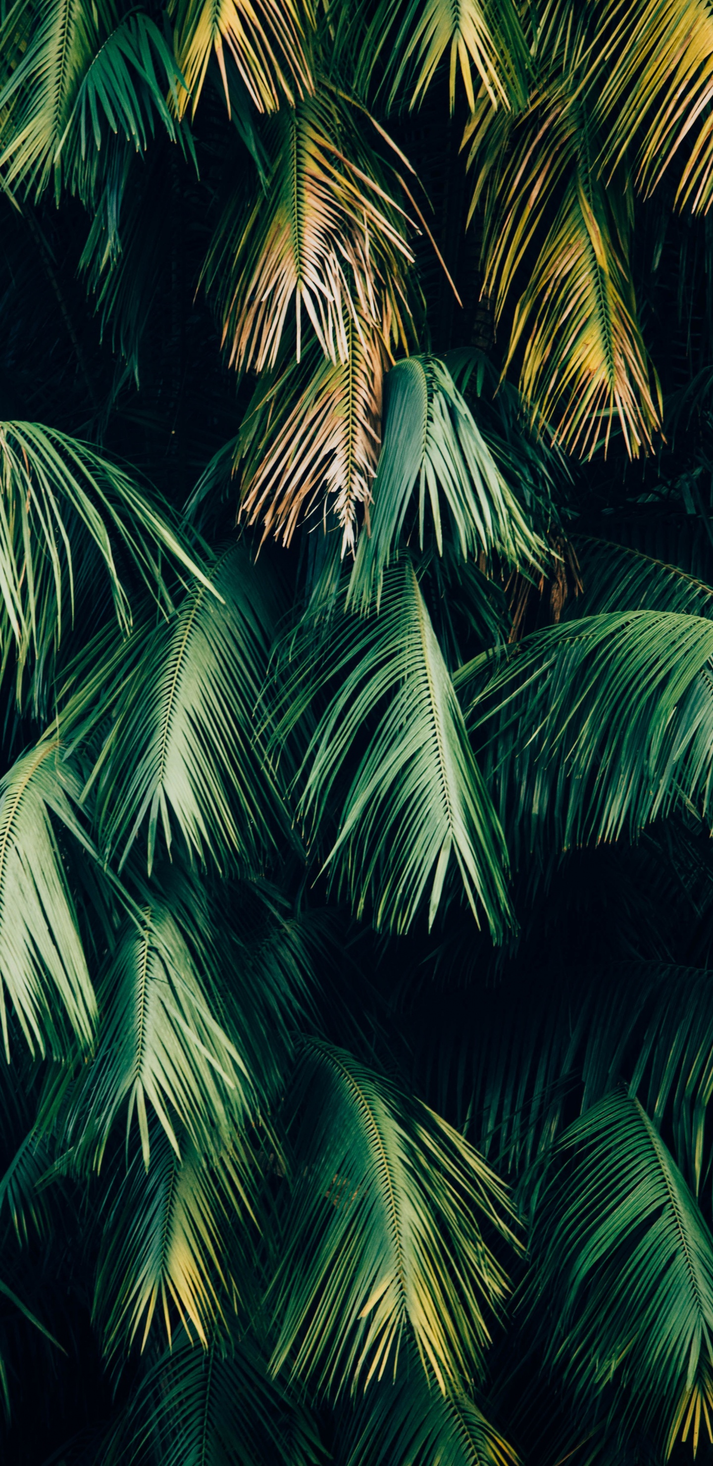 Jungle Minimalist, Soundcloud, Green, Leaf, Plant. Wallpaper in 1440x2960 Resolution