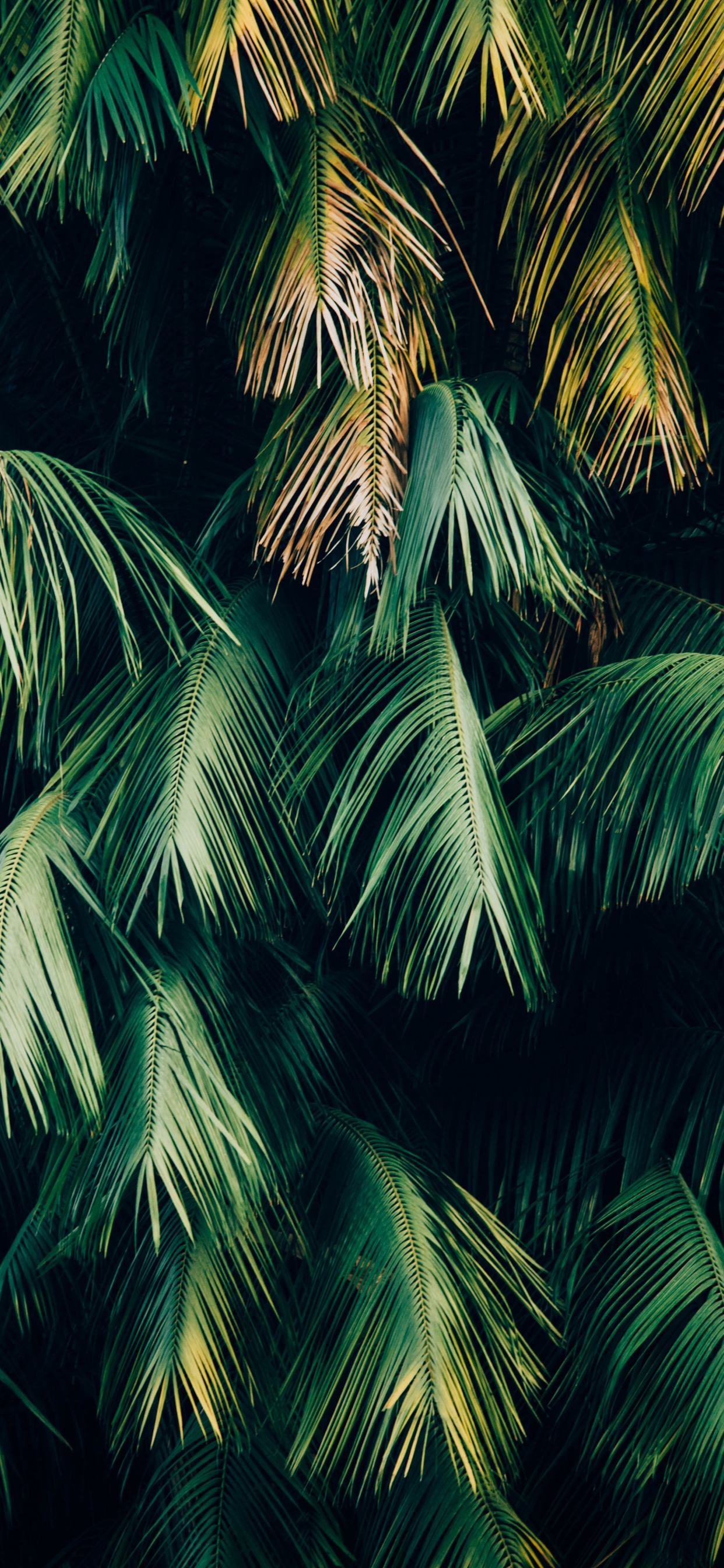 Jungle Minimaliste, Soundcloud, Green, Feuille, Botanique. Wallpaper in 1242x2688 Resolution