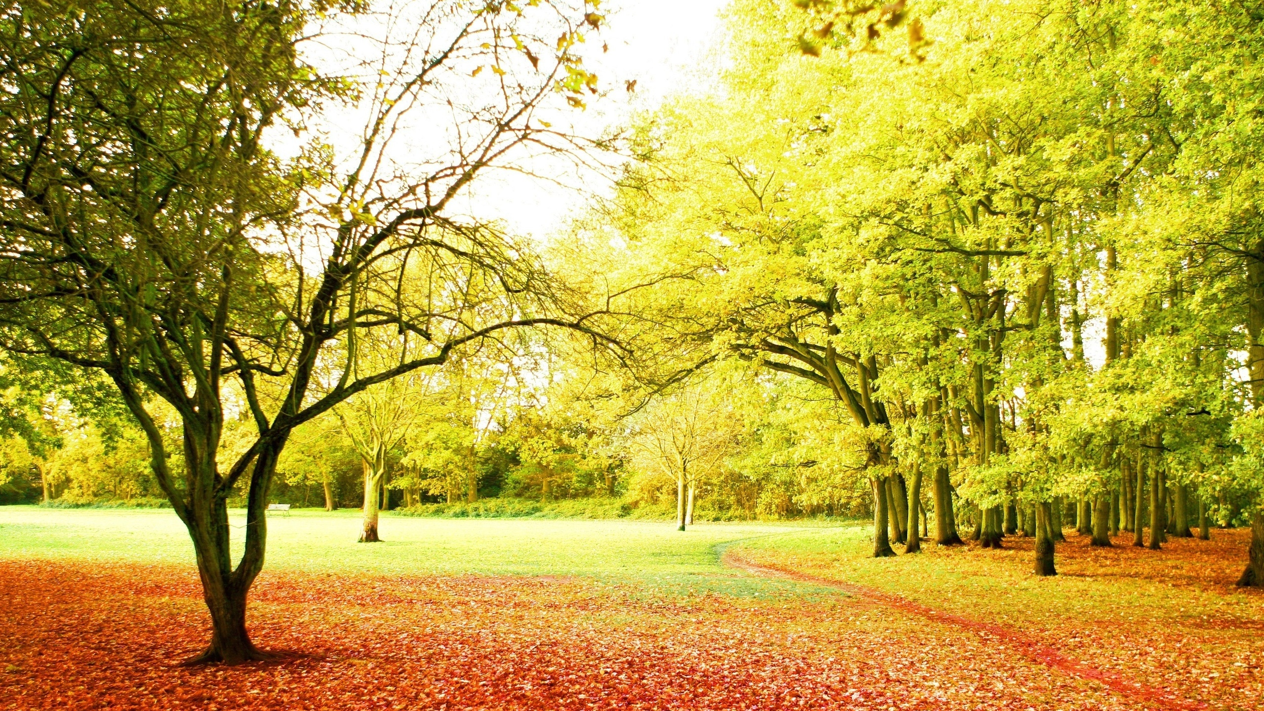 Green Trees on Green Grass Field During Daytime. Wallpaper in 2560x1440 Resolution