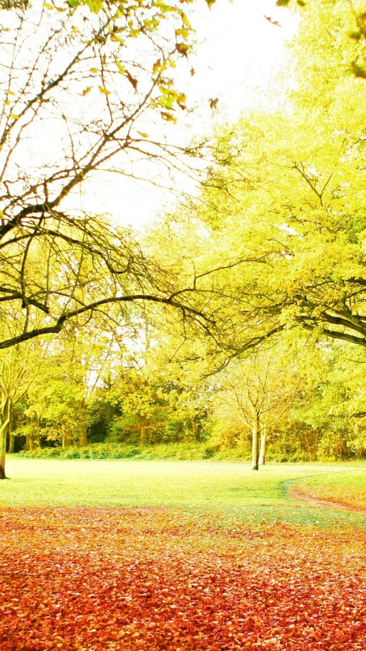 Green Trees on Green Grass Field During Daytime. Wallpaper in 750x1334 Resolution