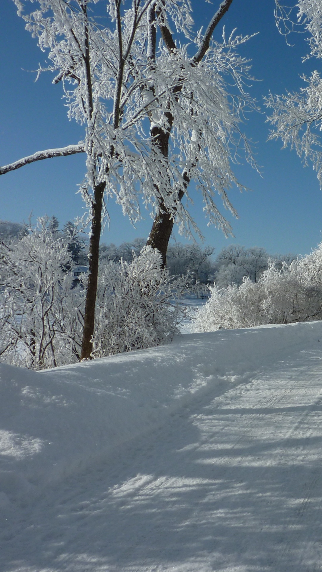 Snow Covered Trees Under Blue Sky During Daytime. Wallpaper in 1080x1920 Resolution