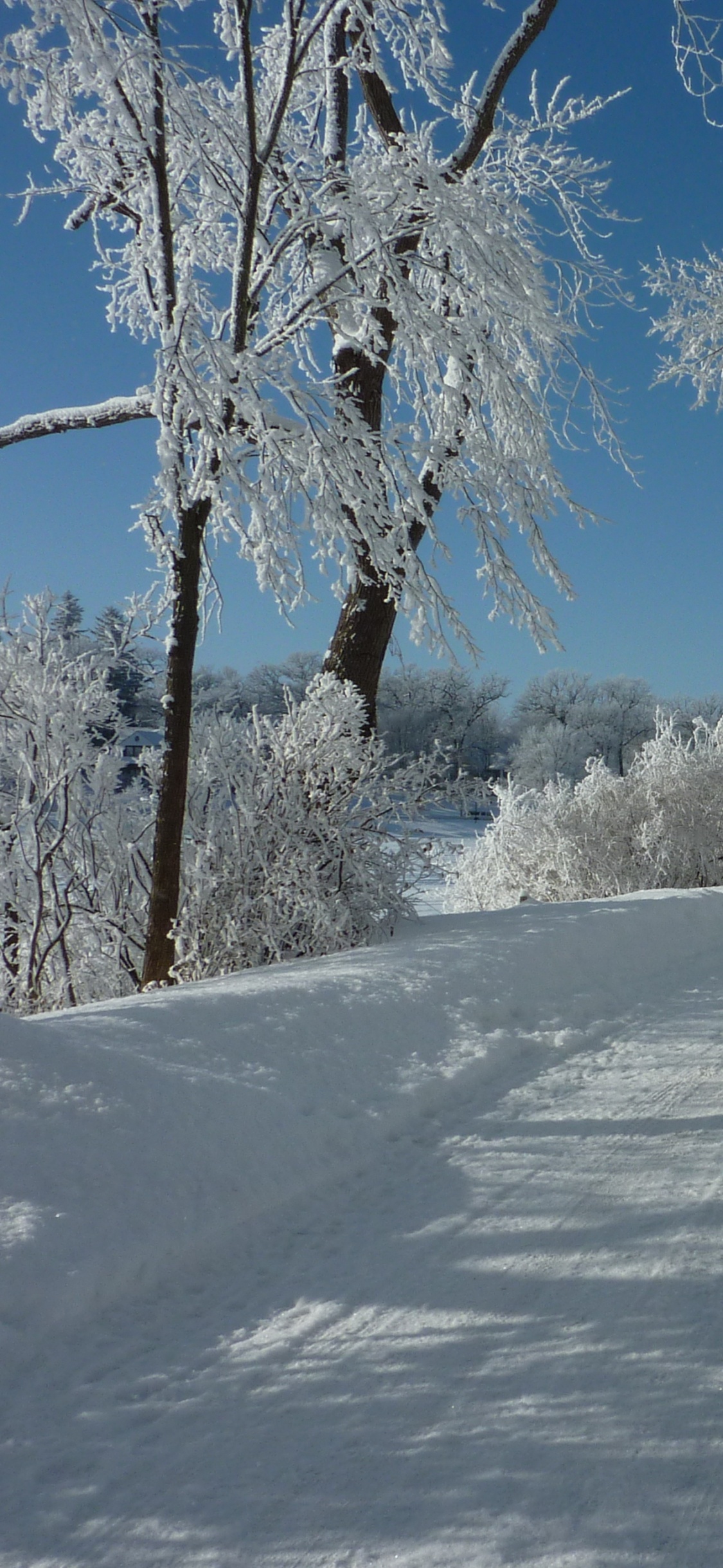 Snow Covered Trees Under Blue Sky During Daytime. Wallpaper in 1125x2436 Resolution