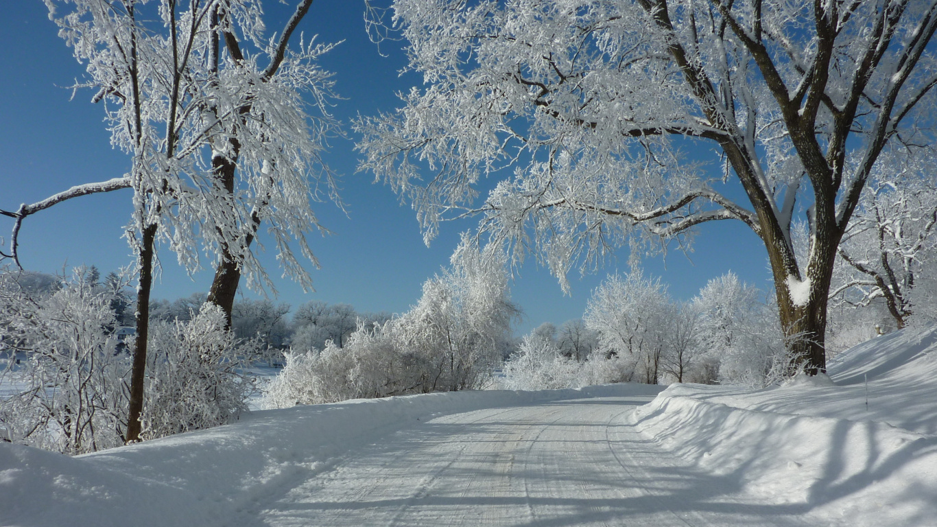 Schneebedeckte Bäume Unter Blauem Himmel Tagsüber. Wallpaper in 1366x768 Resolution