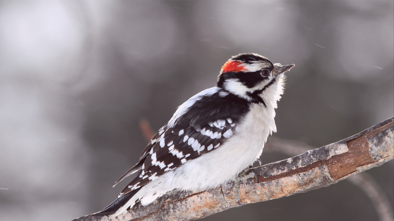 White Black and Brown Bird on Brown Tree Branch. Wallpaper in 1366x768 Resolution