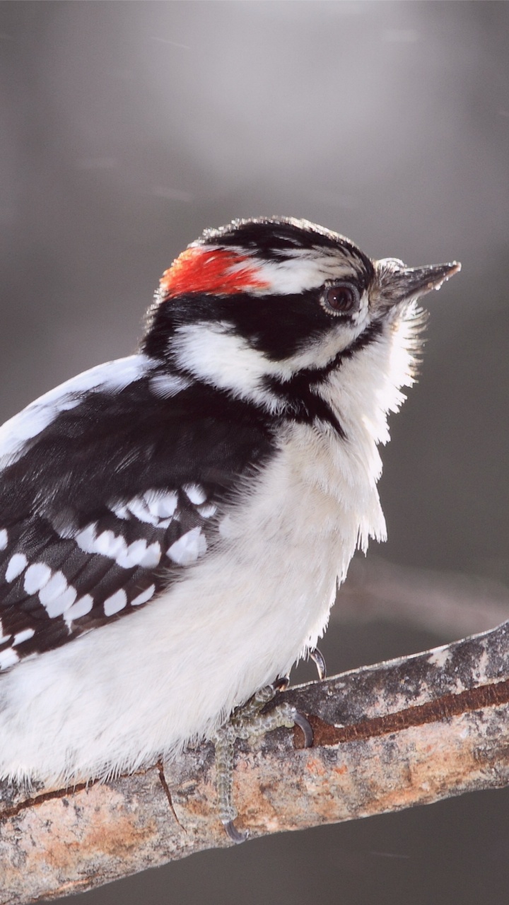 鸟, 啄木鸟, Piciformes, 羽毛, 旧世界的寿带 壁纸 720x1280 允许