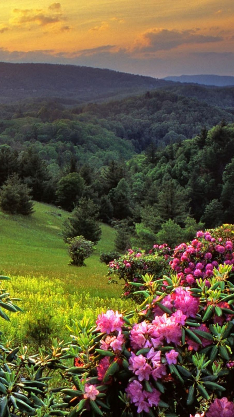 Pink Flowers With Green Leaves on Green Grass Field During Daytime. Wallpaper in 750x1334 Resolution