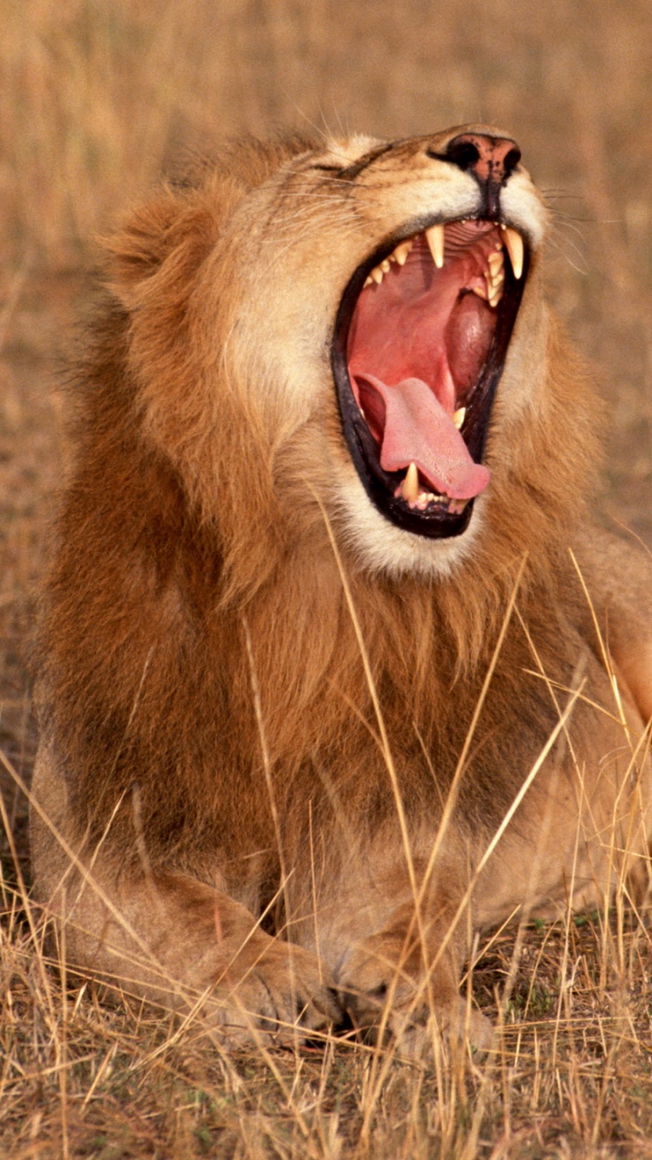 Brauner Löwe, Der Tagsüber Auf Einer Braunen Wiese Liegt. Wallpaper in 720x1280 Resolution