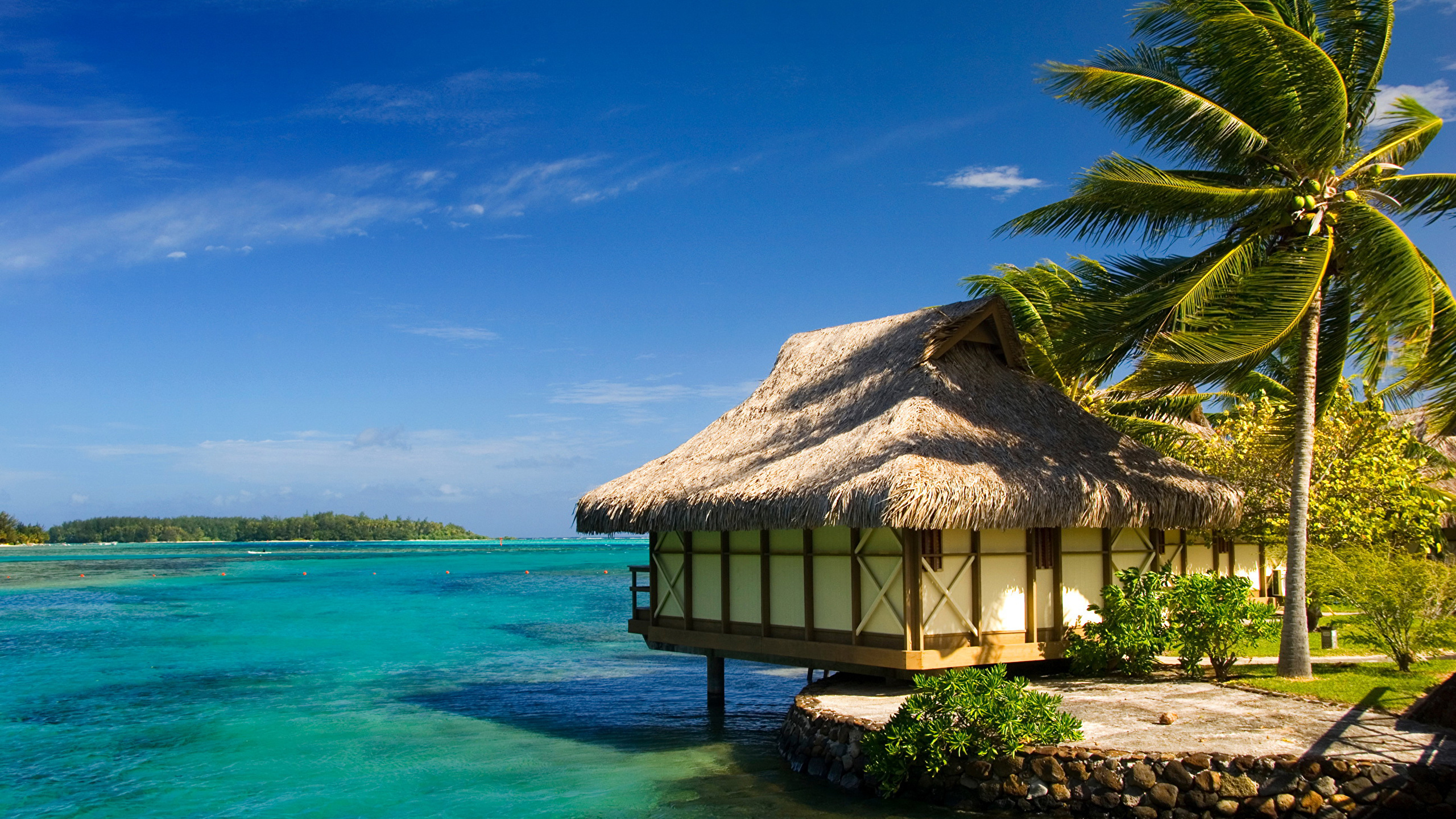 Brown Wooden House Near Green Palm Tree and Body of Water During Daytime. Wallpaper in 2560x1440 Resolution