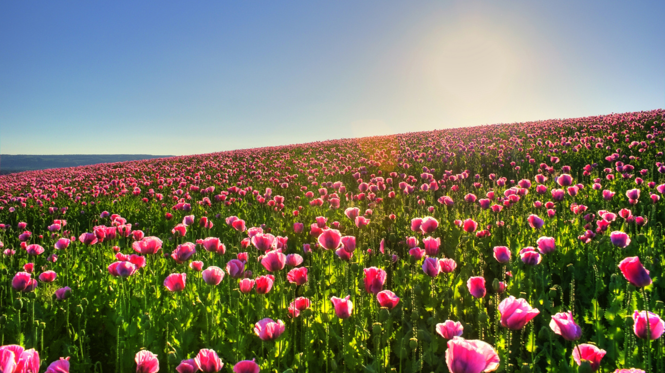 Lila Blumenfeld Unter Blauem Himmel Tagsüber. Wallpaper in 1366x768 Resolution