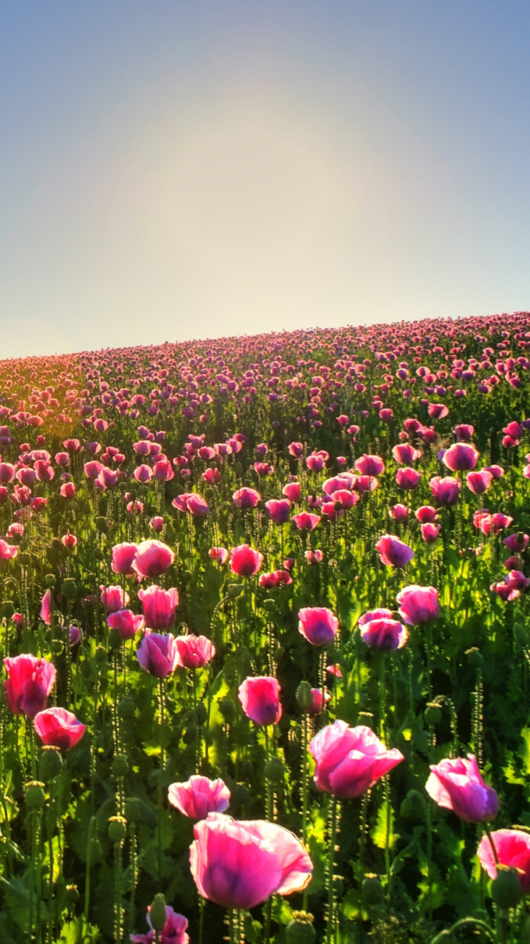 Purple Flower Field Under Blue Sky During Daytime. Wallpaper in 750x1334 Resolution