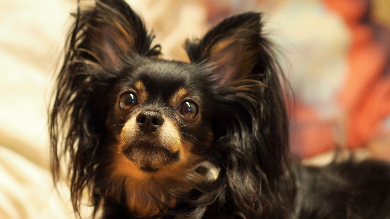 Schwarz-brauner Langhaariger Chihuahua. Wallpaper in 1366x768 Resolution