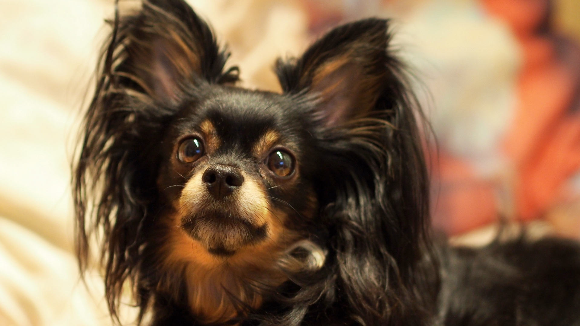 Schwarz-brauner Langhaariger Chihuahua. Wallpaper in 1920x1080 Resolution