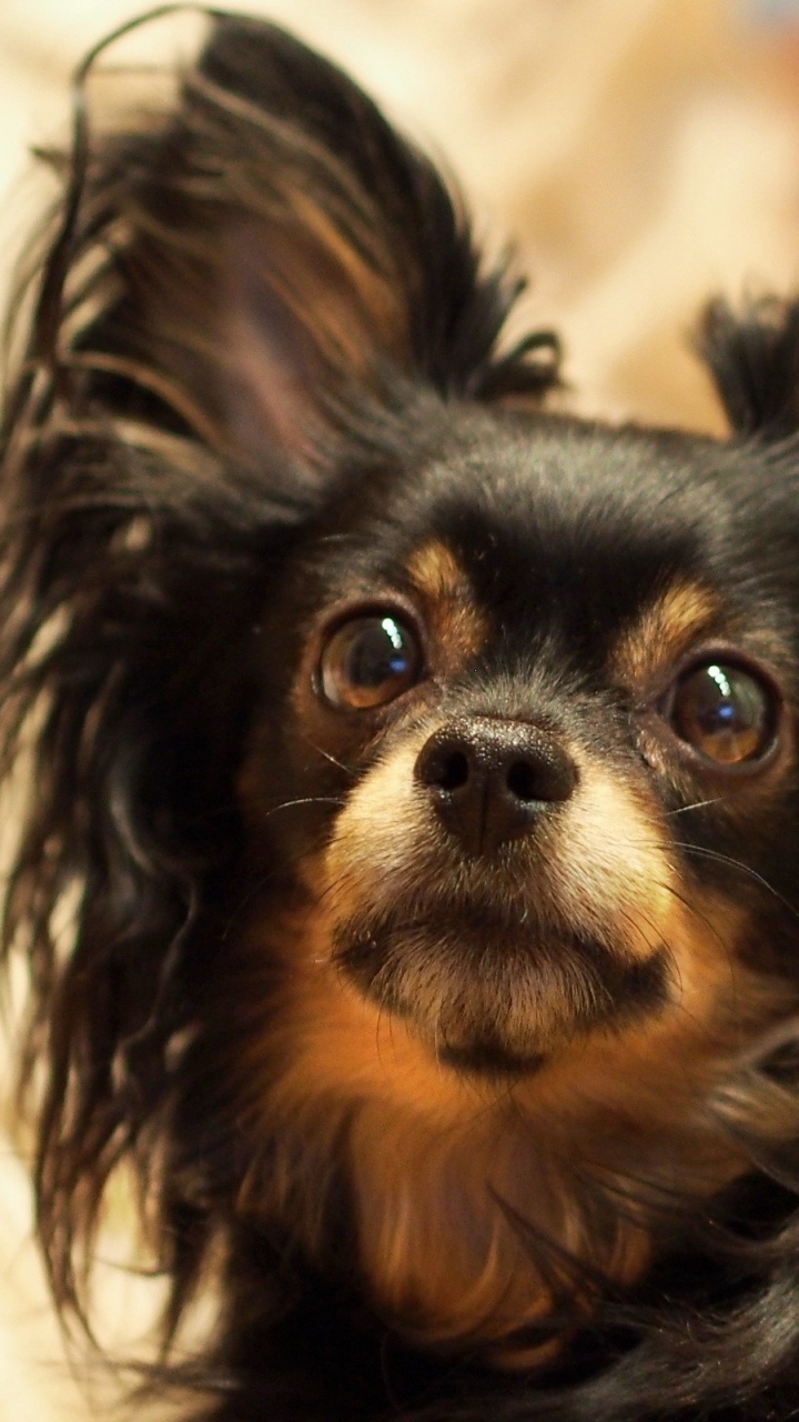 Chihuahua Poil Long Noir et Brun. Wallpaper in 720x1280 Resolution