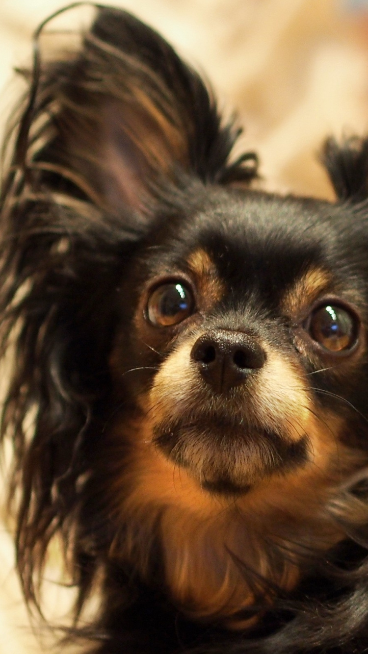 Black and Brown Long Haired Chihuahua. Wallpaper in 750x1334 Resolution