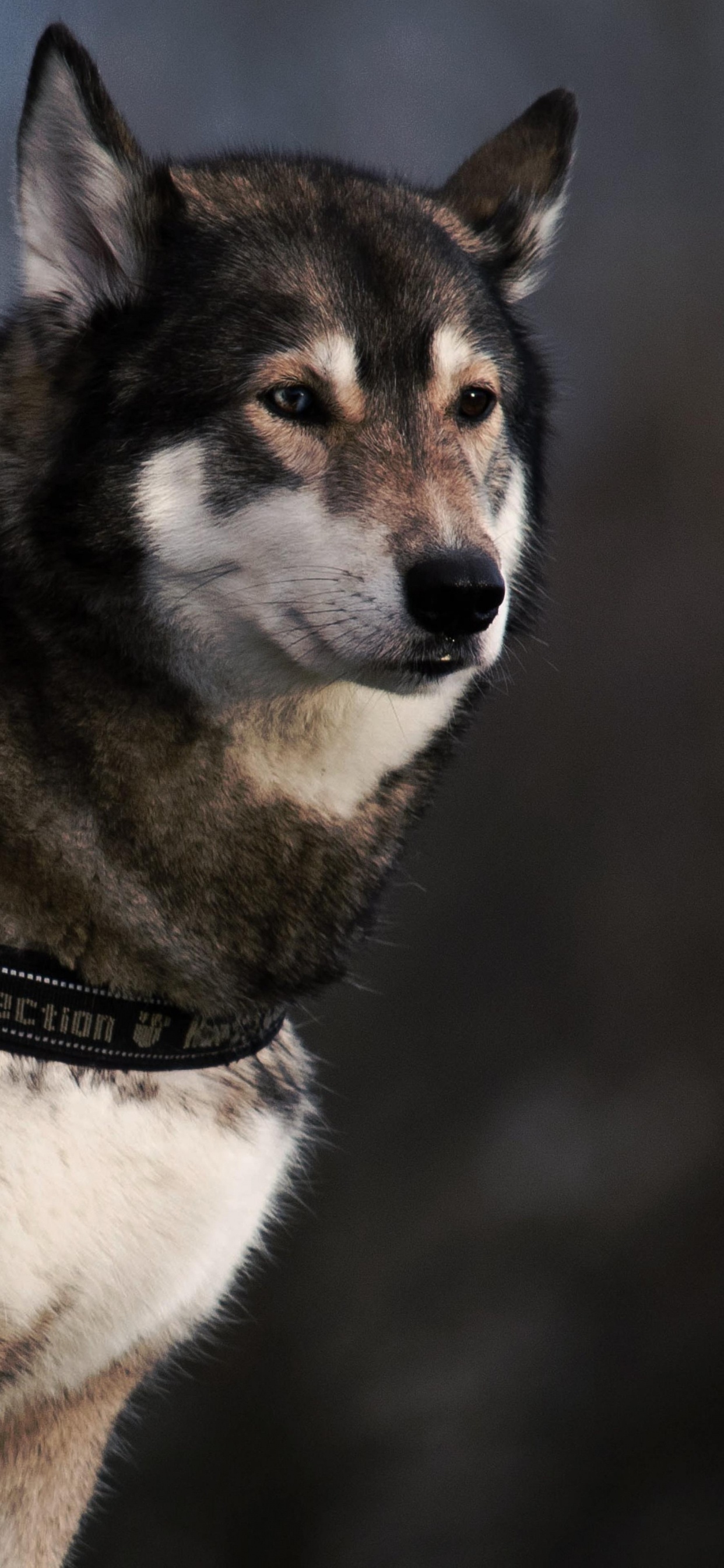 Hund Ist Das Einzige Auf Der Erde, Schäferhund, Hunderasse, Kragen, Hundehalsband. Wallpaper in 1242x2688 Resolution