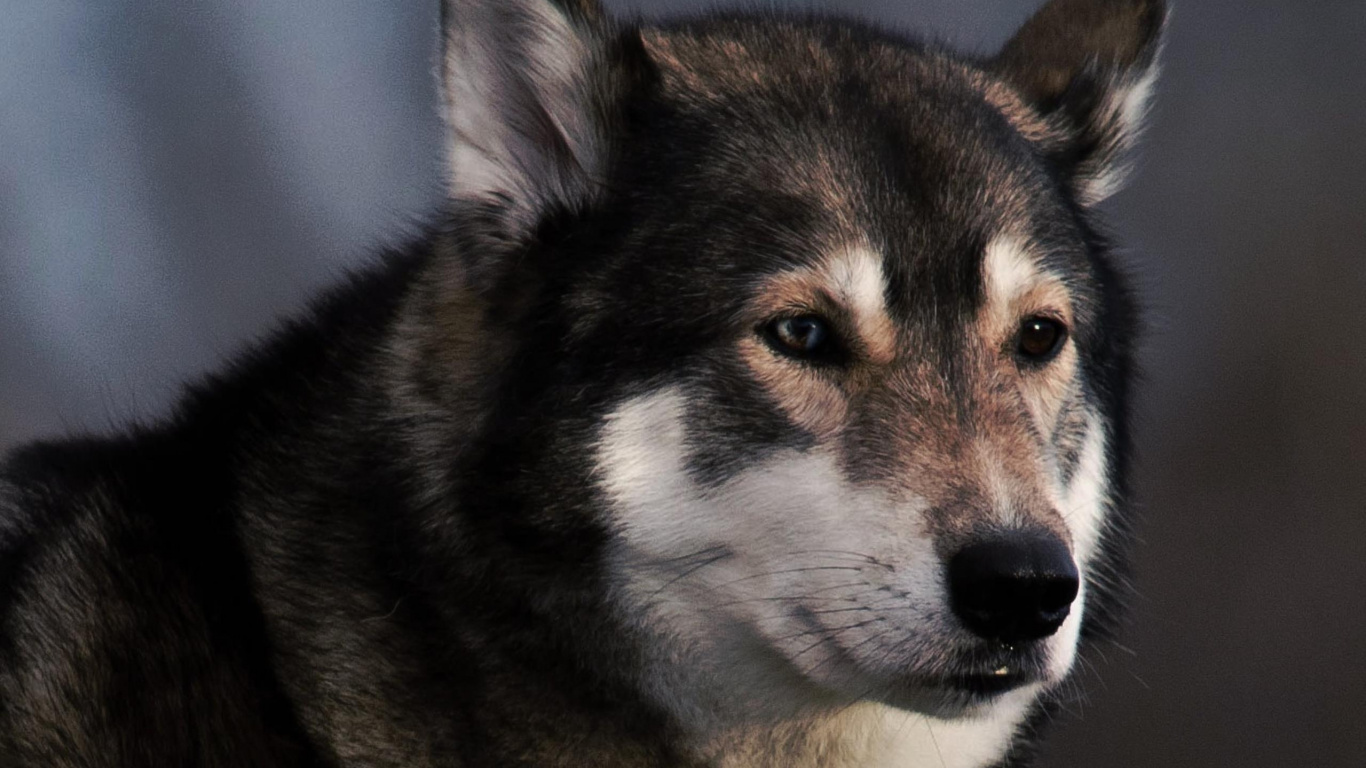 le Chien Est la Seule Chose Sur Terre, Berger Allemand, Race de Chien, Collier, Collier de Chien. Wallpaper in 1366x768 Resolution