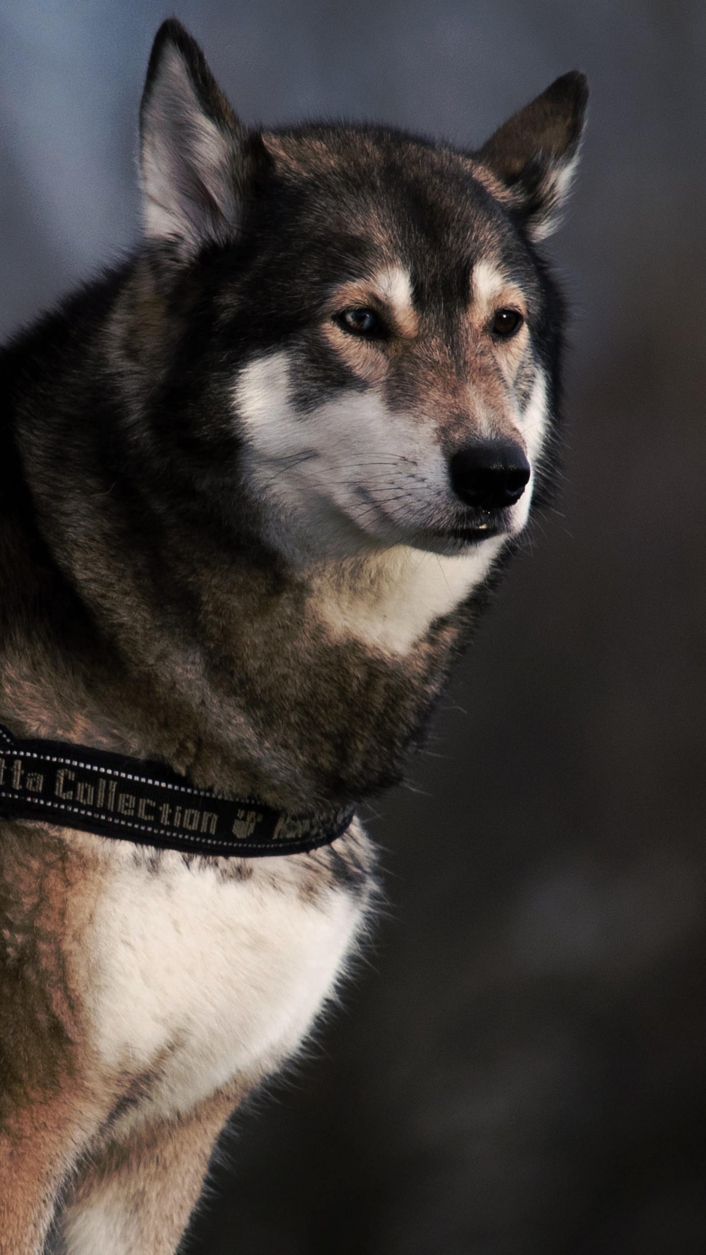 le Chien Est la Seule Chose Sur Terre, Berger Allemand, Race de Chien, Collier, Collier de Chien. Wallpaper in 1440x2560 Resolution