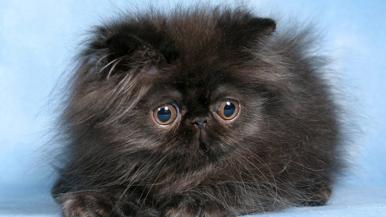 Black Long Fur Cat on White Background. Wallpaper in 1280x720 Resolution